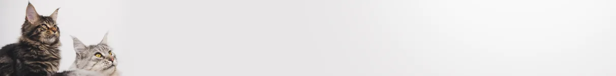 Dos gatos en el banner del perfil de Love Michi