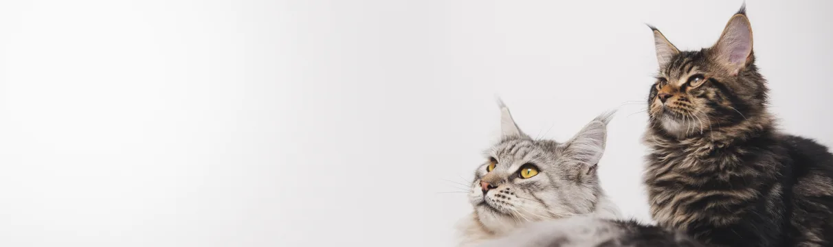 Dos gatos en el banner del perfil de Love Michi